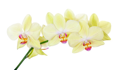 Fototapeta na wymiar isolated orchid branch with lemon yellow flowers