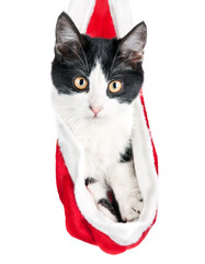 Cat in a New Year's cap. Kitten hides in red Santa Claus hat