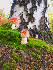 Toadstools in moss, in front of a birch tree