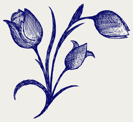 Tulips. Doodle style