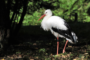 Wei&szlig;storch (Ciconia ciconia)