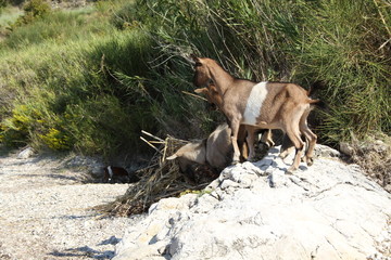 Ziegen in freier Wildbahn