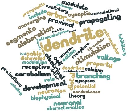 Word cloud for Dendrite