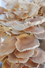  the mushroom farm