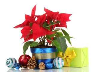 Beautiful poinsettia with christmas balls and presents isolated
