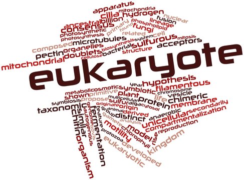 Word cloud for Eukaryote