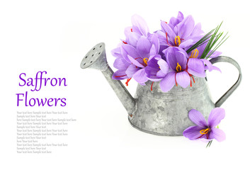 Saffron flowers in a watering can