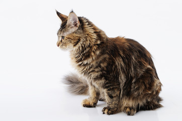 Maine Coon Kitten, 9 months old, hunting © serav