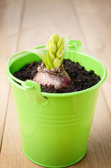 Hyacinth flower bulb in the small green bucket