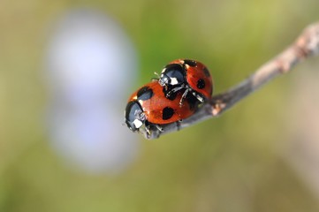 てんとう虫