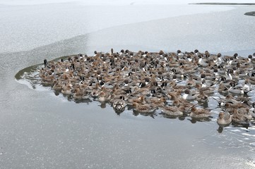 鴨の集団