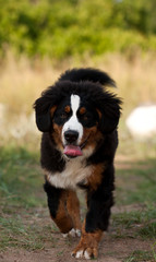 Bernese mountain dog