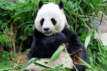 Crédence de cuisine en verre imprimé Panda Panda géant mangeant du bambou