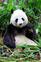 Fototapeta premium Giant panda eating bamboo