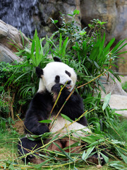 Obraz premium Giant panda eating bamboo