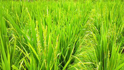 rice field
