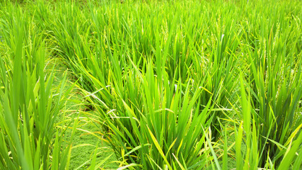 rice field