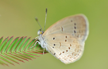 A Brown Butterfly