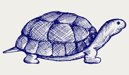 Fototapeta premium Ear tortoise. Doodle style