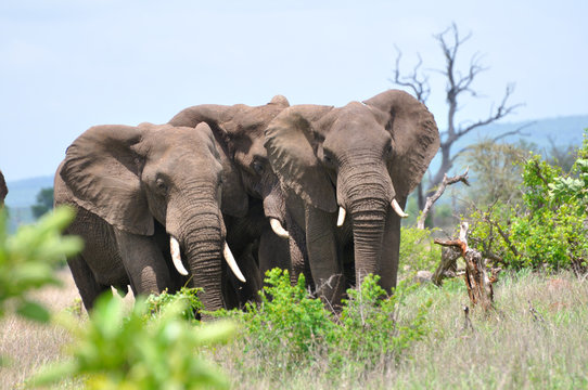 Fototapeta Elefanten