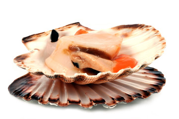 La coquille saint jacques fraîche