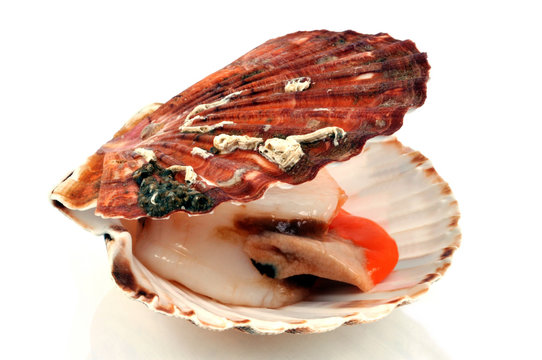 Coquille saint jacques fra&icirc;che
