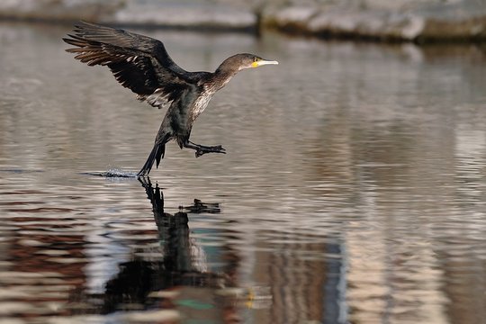Cormorano in atterraggio