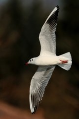 Gabbiano in volo