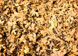 Background of oak leaves