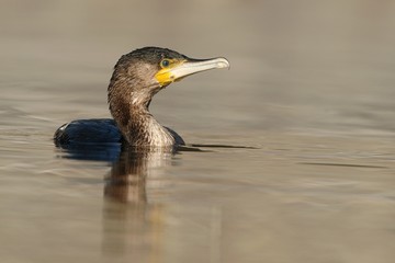 Cormorano