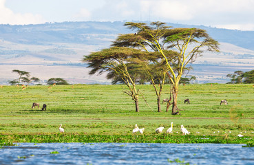 African landscape at Lake Naivasha in Kenya - 47879758