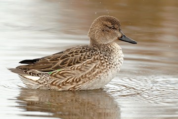 Germano reale femmina
