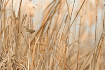 Obraz premium pettirosso sul canneto