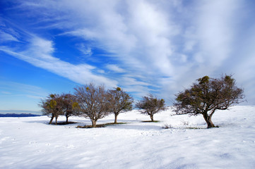 Trees in snow with bright blue sky