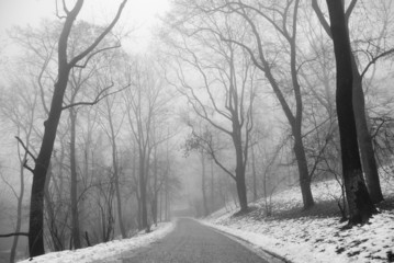 Obraz premium Park trees in fog