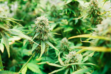 Grown marijuana foliage