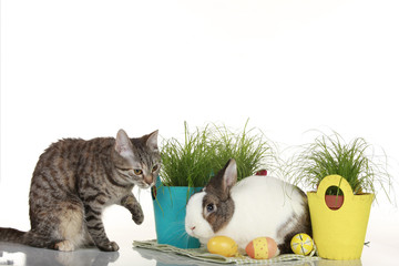 Zwergkaninchen mit Katze und Ostereiern