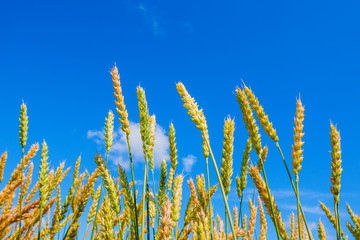 Fototapeta premium Wheat ears and blue sky