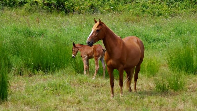 Pferd vid 03
