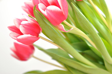 Pink and White Tulips