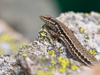 Common Wall Lizard