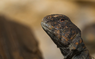 Fototapeta premium Egyptian Uromastyx