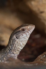 Varanus exanthematicus, savannah monitor lizards