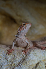 Bearded dragons
