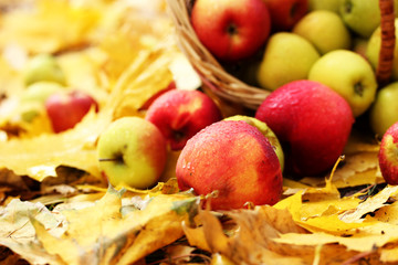Naklejka na ściany i meble basket of fresh ripe apples in garden on autumn leaves