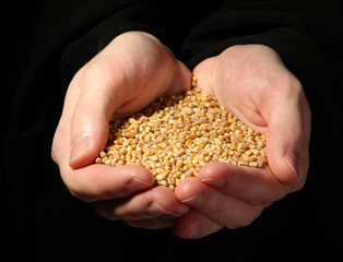 man hands with grain, on black background