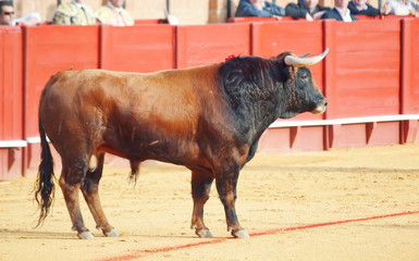 Fighting bull picture from Spain. Brown bull