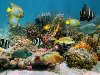 Colorful tropical fish underwater in a coral reef with sea sponges, Caribbean