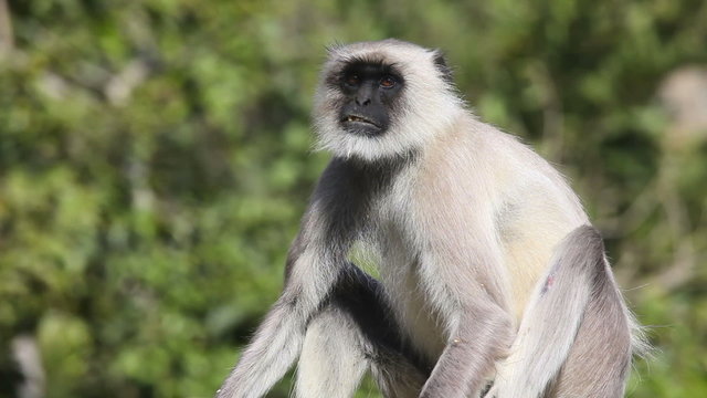 Sitting gray langur.
