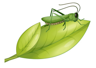 A grasshopper and a leaf - obrazy, fototapety, plakaty